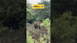         widlife wildlife eliphant jungle dengerous viral life