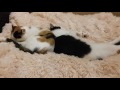 Как быстро кошки ужиться могут | Видео рассказ о 2  кошке в доме | Как подружить