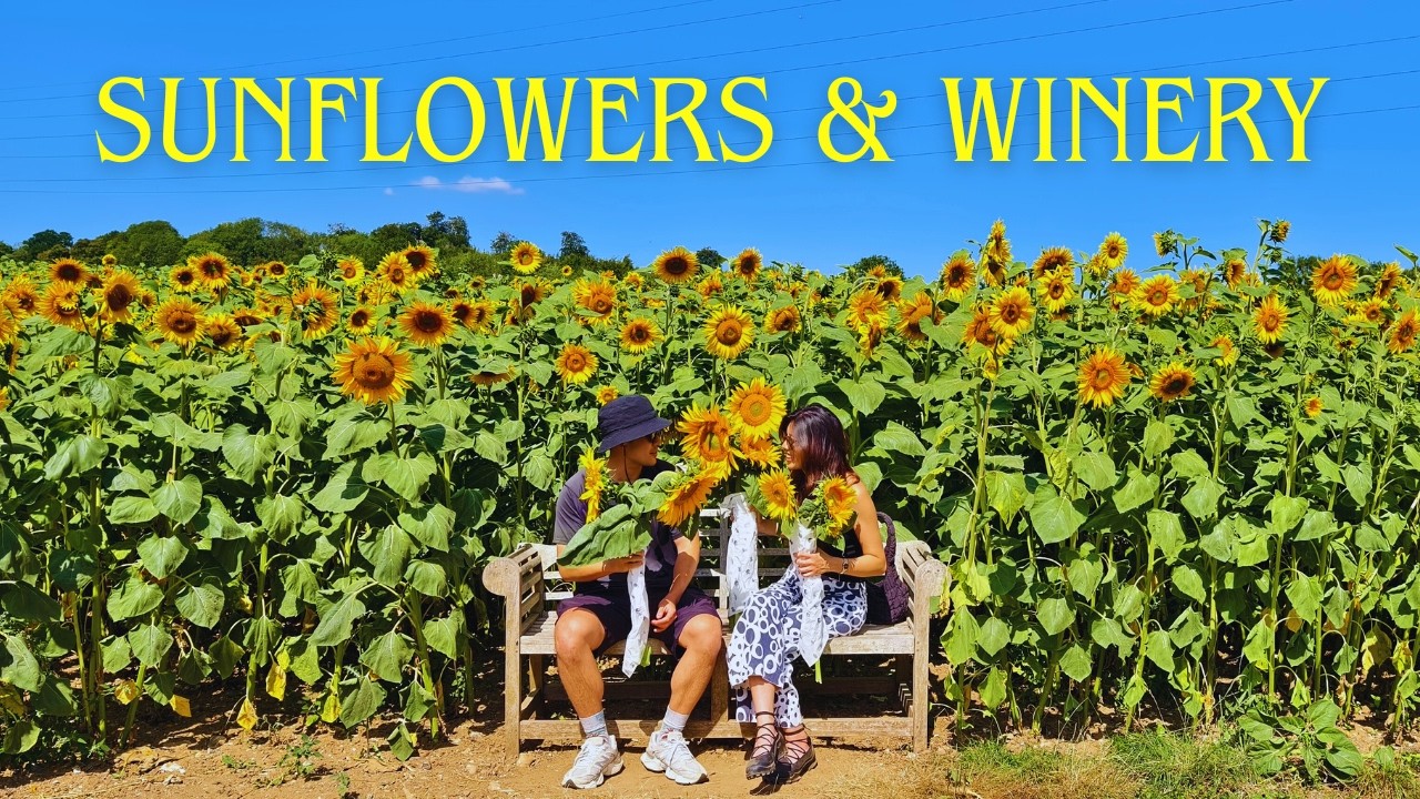 Sunflower Picking & Vineyard in Kent, England