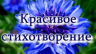 Красивое стихотворение &quot;Я простой василек..&quot; Ирины Самариной-Лабиринт ПОСЛУШАЙТЕ!