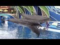 Dolphin Days (Full Show) at SeaWorld San Diego (5/21/18)