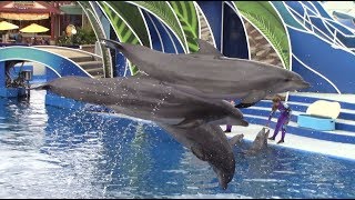 Dolphin Days (Full Show) at SeaWorld San Diego (5/21/18)