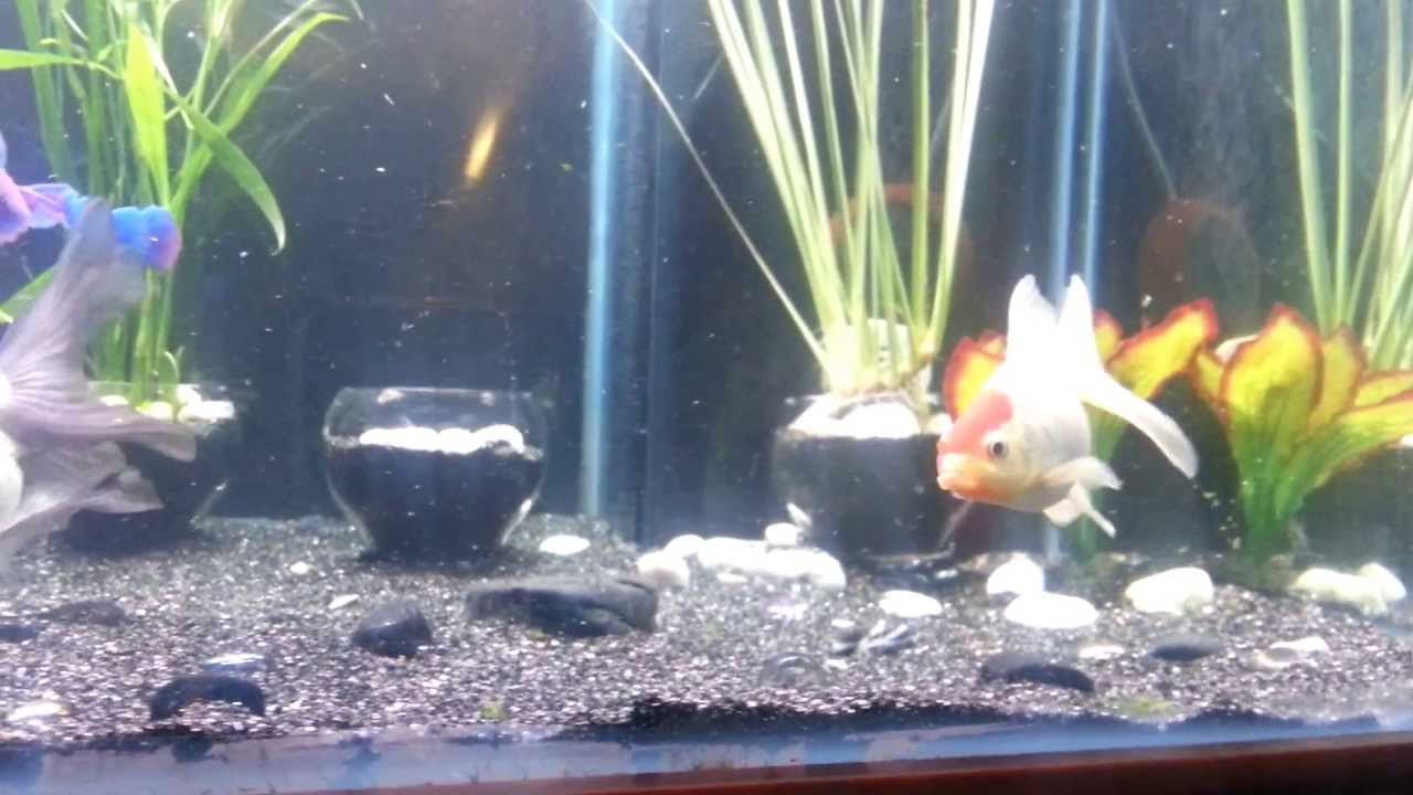 The Best Goldfish Substrate: Sand 