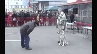 Wolf and Dog - ВОЛЭНД, рассказ о породе Wolf and Dog - ВОЛЭНД, рассказ о породе