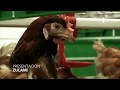 Granja avícola moderna, la innovación en avicultura moderna de ZUCAMI POULTRY