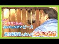 【ニュース特集】ホッキョクグマの「ピース」飼育員と歩んだ25年の軌跡