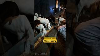DAY 205 KHAASSSI BAKRA UNCCHI NASSL KA AAO DDEKHO RESNABLE. PRICE ME BSKRA MANDI#vlog #shorts#viral