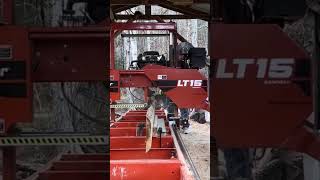 Sawing first edge on 2nd water soaked poplar edging slab 12/15/23