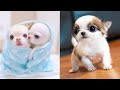 Baby Dogs - Cute and Funny Dog Videos Compilation #37 | Aww Animals