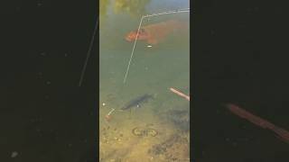 two fish at once?? #fishing #fishingvideo #fishinglife
