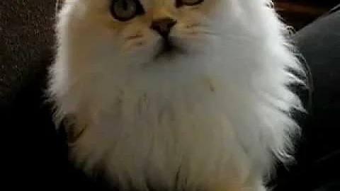 Video 2808281: shaded british longhair, british longhair silver, cattery british