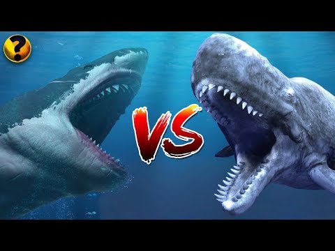 MEGALODON OU LIVYATAN – QUEM VENCERIA?? ??