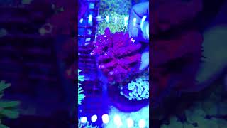 Coral 39 WhatsApp(797240049) #rafakoralowa #korallen #reeftank #akwarystykamorska #riffaquarium
