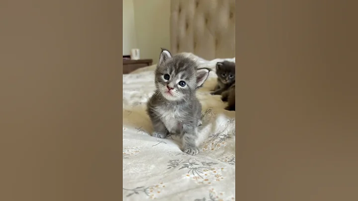 Video 10267911: mainecoons mainecooncat mainecoonkitten, mainecoonkitten kitten mainecooncats, mainecooncat mainecoonkitten cats