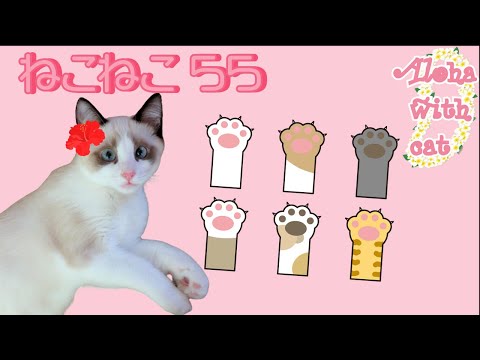 【Eテレ】ねこねこ５５のテーマ曲をうちの猫で 0655