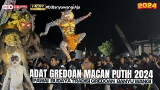 Download Lagu MENYALA BOLO!! Tradisi Adat Gredoan Macan Putih Kabat Banyuwangi 2024 MP3 Download Lagu MENYALA BOLO!! Tradisi Adat Gredoan Macan Putih Kabat Banyuwangi 2024 MP3