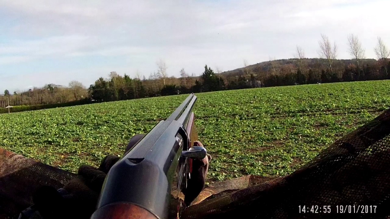 CHASSE DU PIGEON EN IRLANDE