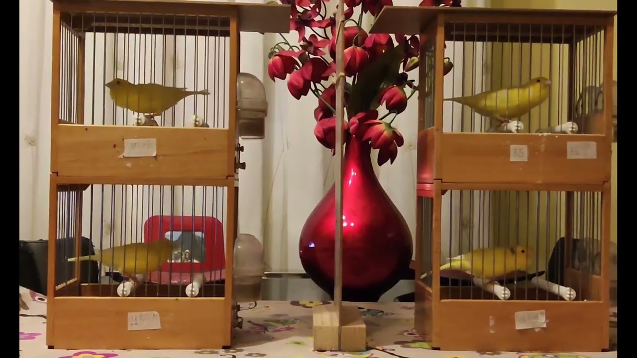 waterslager malinois  Luis Ortega curiel