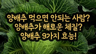 양배추 먹으면 안되는 사람, 양배추가 오히려 해로운 체질, 양배추 효능 알려드릴께요