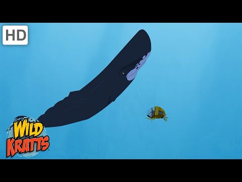 Wild Kratts | Whales, Orcas and Dolphins | Ocean Mammals