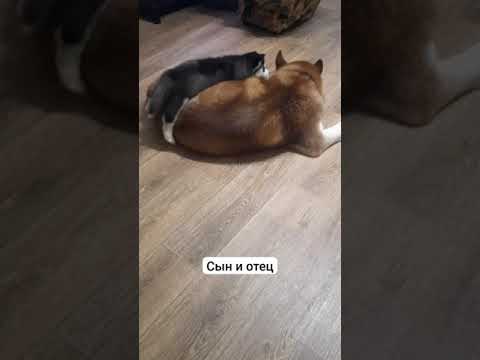 Крошка сын к
