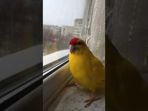 Попугай - какарик поёт