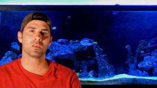 Tank Tour Of My 150 Gallon FOWLR Marine Aquarium