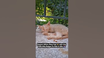 #straykittens #straycats #rescuekittens #rescuecats #helpstrays #catshop #donatetoday #buttons