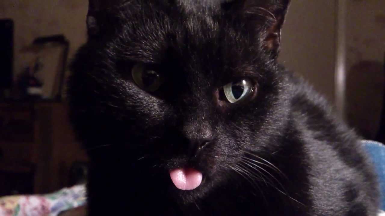 Black cat sticking out tongue.