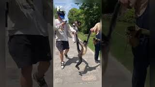Spider monkey seen grabbing staff's hair in a zoo in Shanghai, China