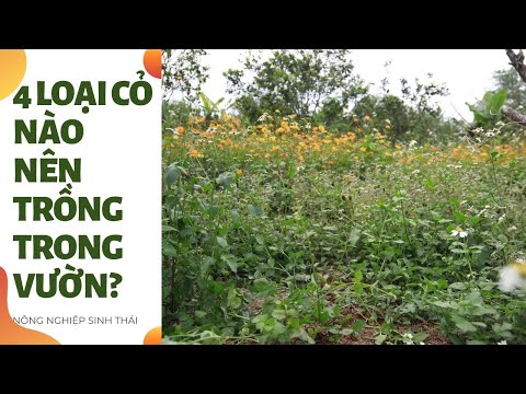 Video 4 loại cỏ nào nên trồng ở trong vườn? | Nông nghiệp... - youtube
