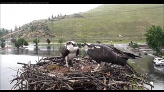 Intruder attack @ Hellgate  17 42 Video 2017 06 16 201150