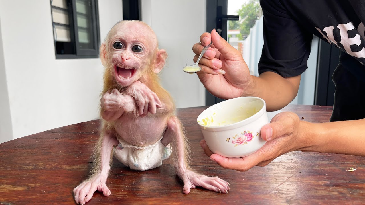 Cute Baby Monkey’s Priceless Reaction to Baby Food for the First Time 🍼🐒