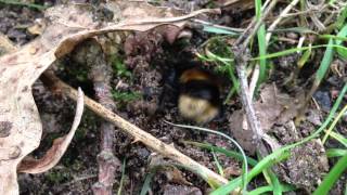 Bumblebee mating & hibernation site prospecting