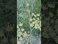shauf plant ☘️ ka fool #nature #flowers #garden #youtubeshorts