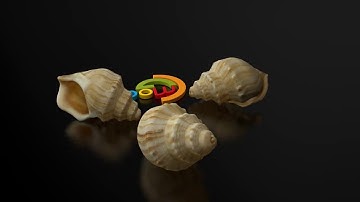 Free 3D model of a sea shell