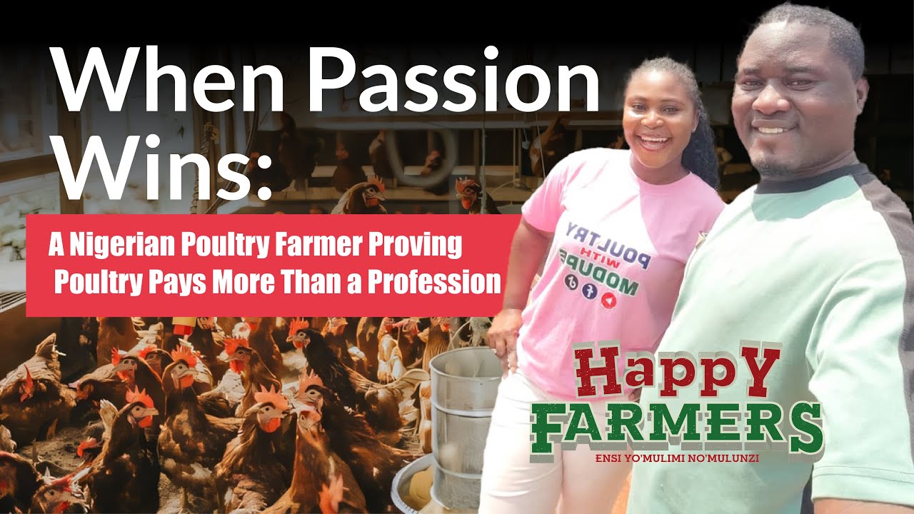 У неё есть степень магистра... Но её истинное призвание — птицеводство. Не нигерийский фильм, а р...