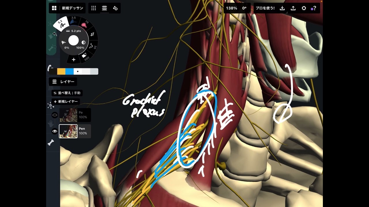 Quick overview of anatomy of scalene