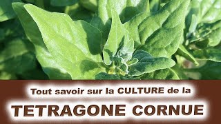 Tout savoir sur la culture de la tetragone Cornue : la concurrente de l'épinard