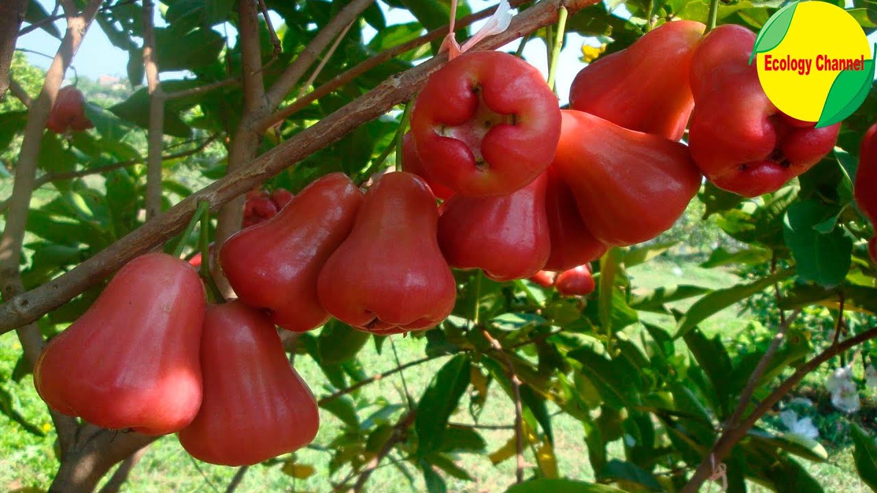 10 Frutas Exóticas da Tailândia