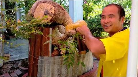 Chia Sẻ 1 Cách Ghép Cóc Thái Vào Cóc Rừng Vườn Huỳnh Kim Sơn Bonsai