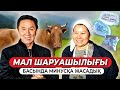 Мал шаруашылығының пайдасы! | Қалай дұрыс айналысу керек?