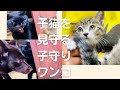 【先輩猫と鉢合わせした子猫】@taipi 【切り抜き】