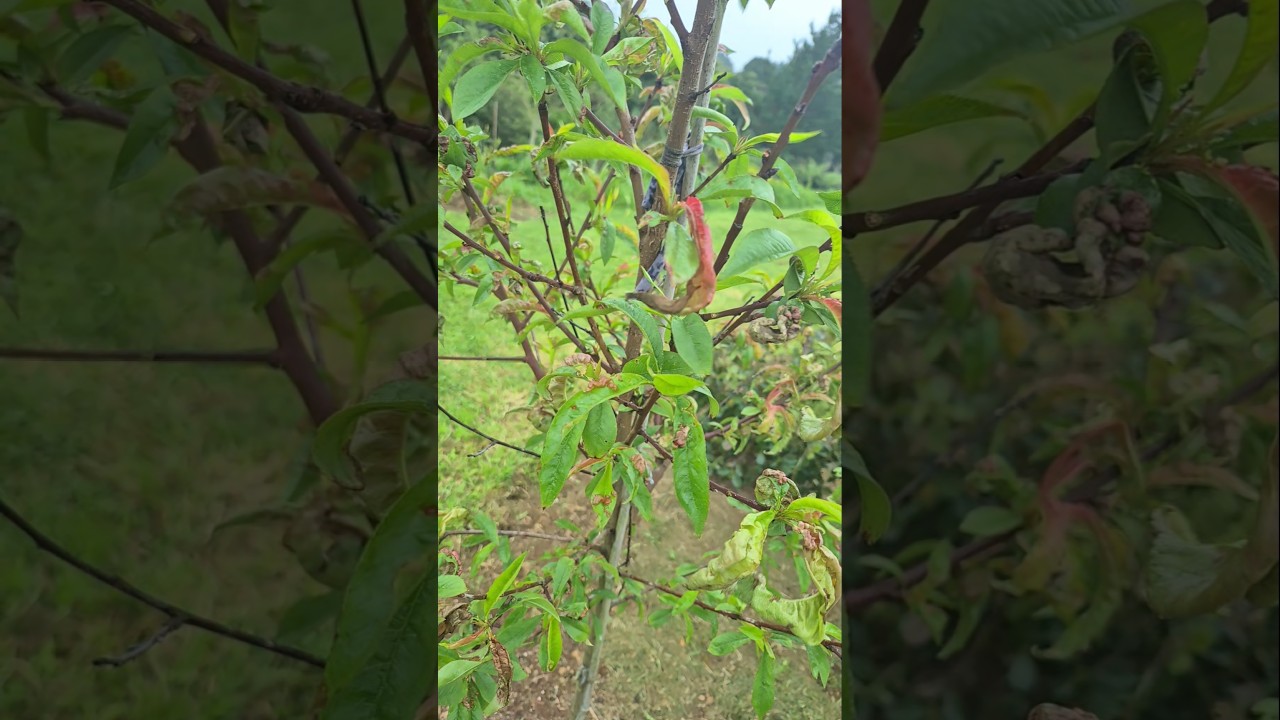 I Sprayed Copper… But My Peach Tree Still Looks Like This 😕🍑 