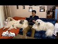 いつだってお父さんの側に居たいルンルンとアランとベルです Great Pyrenees グレートピレニーズ