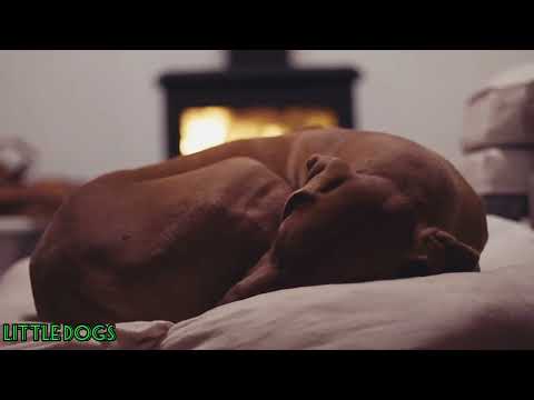 Музыка Для сна.Успокаивающая музыка для собак. Relax for sleeping dogs. Soothing music for dogs.