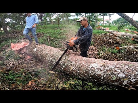 Video ???????? HẠ GỐC XÀ CỪ KIỂU SOÁY DĨA BẰNG MÁY CƯA STILH MS... - youtube