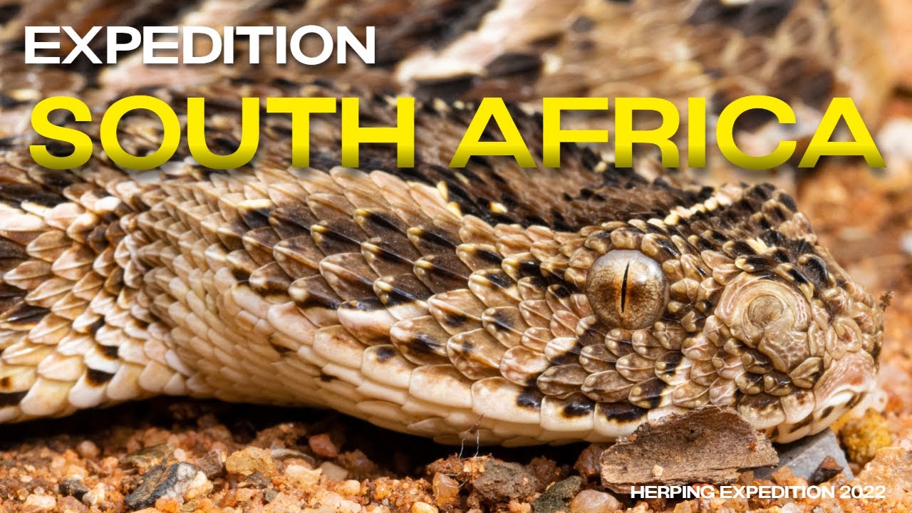 Reptiles & Amphibians of SOUTH AFRICA (Herping Expedition 2022)