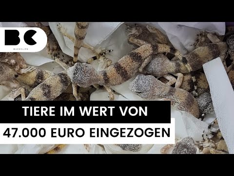 Österreichischer Zoll entdeckt 85 Geckos in Reisegepäck