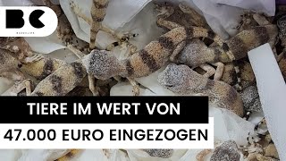 Österreichischer Zoll entdeckt 85 Geckos in Reisegepäck